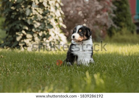 Border Collie puppy in nature