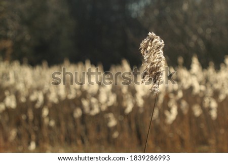 Photo of isolated reed in the evening sun.