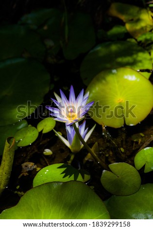 Beautyful Water Lily Flower Nymphaea Royalty-Free Stock Photo #1839299158