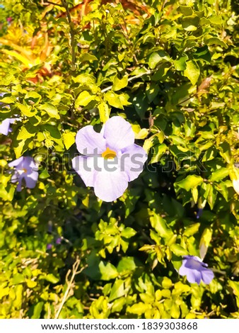 Laurel Clockvine or Thunbergia Grandiflora,purple flowers in a beautiful close up view,with other exotic plants,in a park, in Trinidad 