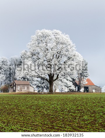 Frozen oak tree and farmstead