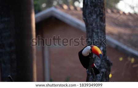 Colourful toucans on a tree outside in nature