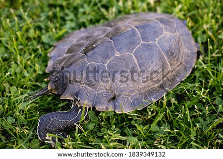 Picture of a turtle on grass