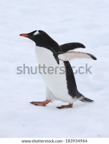 Cute Gentoo penguin walking on snow in Antarctica 