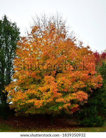 Sugar Maple tree in full autumn colors Royalty-Free Stock Photo #1839350932