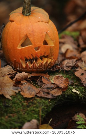 
orange pumpkin on hallowin tree and autumn leaves