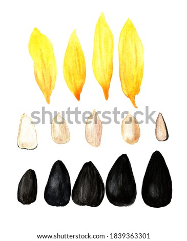 watercolor illustration of sunflower parts seeds in husk and peeled with yellow petals isolated on a white background