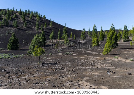 Volcanic lava field with few trees at Teide National Park Royalty-Free Stock Photo #1839363445