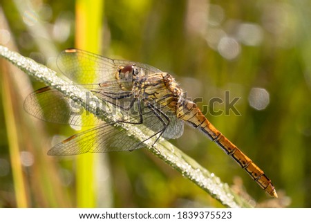 The ruddy darter - Sympetrum sanguineum, female. Dragonfly resting on a plant stem.