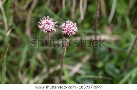 Close up pink alpine flowers with on alpine meadow, green bokeh background, selective focus