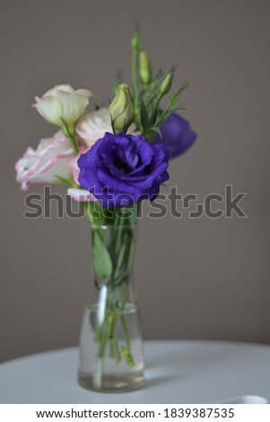 Blue, pink, white alstoemeria flowers in a vase on monochrome background. Stylish element of interior desing.