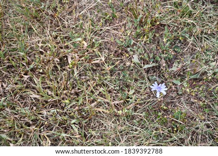 A closeup of the ground with bits of grass and weeds. Picture taken along the Rabbit Run Trail in St. Peters, Missouri in September.