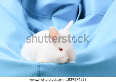 Little white young baby rabbit sit on blue pillow as background