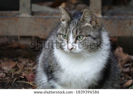 Close Up of a Cat's Face, Tabby and White Patches Cat in a Prague Cemetery in Autumn                   