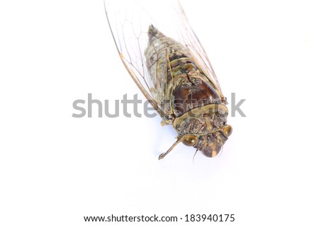 cicada insect isolated on white background.