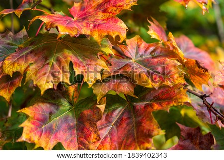 Colorful maple leaf's in autumn. Autumn colors background.