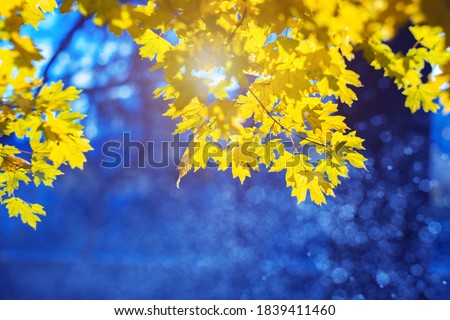 Autumn blue background. Bright gold colored and yellow leaves. Magic light bokeh flares and rain drops. Seasonal wallpaper. Free space for text