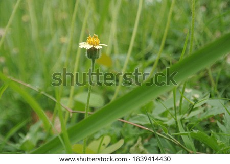 Chamomile flowers are photographed close up with blur background
