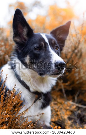 Border collie outdoors during autumn.