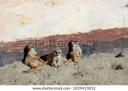 Three cute meerkats warming and sunbathing on the sand near the wall