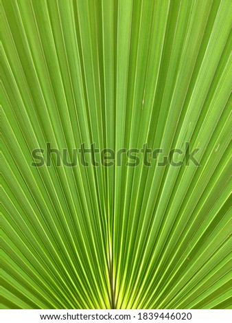 Beautiful palm green leave design by nature