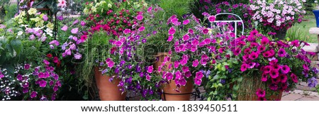 Horizontal  banner of pink and fuchsia petunias, calibrachoas with trailing fiber optic grasses and variegated vinca vines Royalty-Free Stock Photo #1839450511