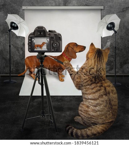 A cat photographer takes a photo of a brown dachshund in a red dog collar in its photo studio.