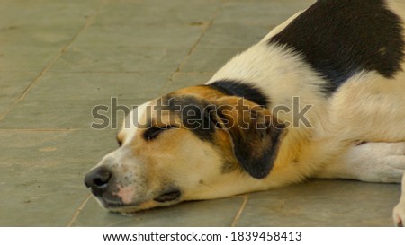 Dog mutt sleeping in the yard
