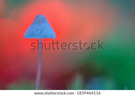 A hallucinogenic mushroom containing psilocybin on a colored background. artistic photo. Closeup closeup with shallow depth of field. Selective focus on the top of the mushroom ..