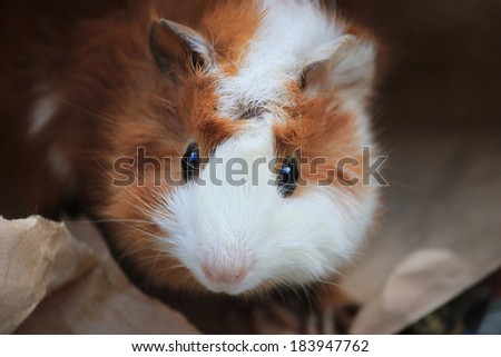 Abyssinian Guinea Pig hiding inside brown paper bag