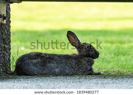 one grey rabbit resting under the shade of the benches in the park