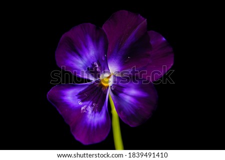 macro closeup of pretty purple pink blue black yellow viola pansy flower isolated on black
