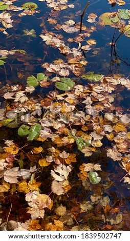 Vertical photo of lily pads and fall leafs floating on the water in autumn. 