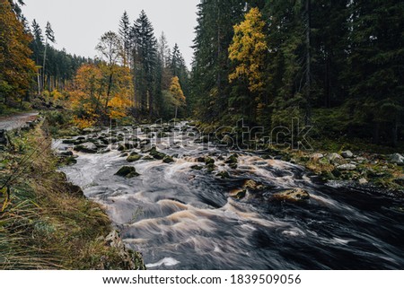 Autumn view of a river in Alaska like forest. Wild creek or river in the middle of autumn forest. Mountain stream with cascades and waterfalls. Deep mountian woods. Sumava national park, Vydra river.