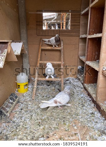 white pigeons in a cage