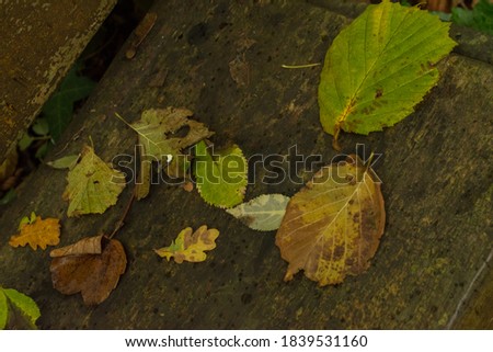 Autumnal leaves in Isle of Wight Woodland in Alverstone