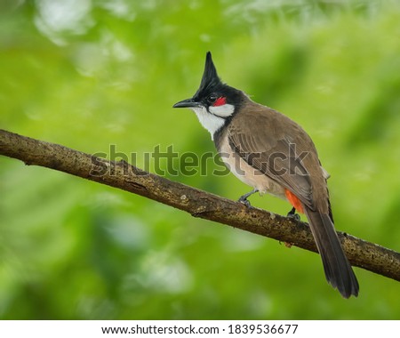 Red-whiskered Bulbul perching eye level on tree branch Royalty-Free Stock Photo #1839536677