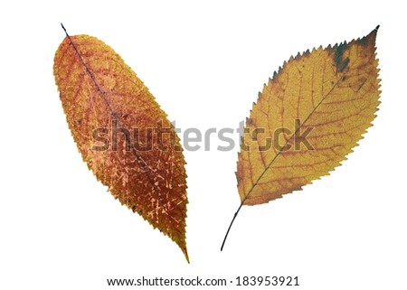 abstract grungy faded cherry leaves, distressed textured foliage surface, isolation over white background 