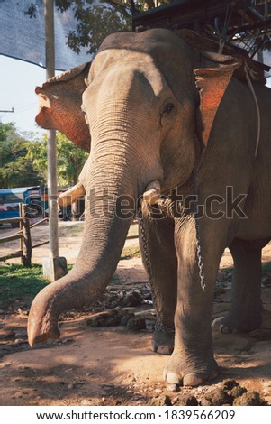 picture of a asian elephant at zoo 