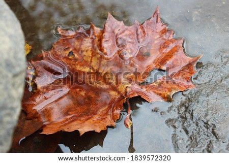 Picture of a leaf caught next to a rock in the river with water running over it.