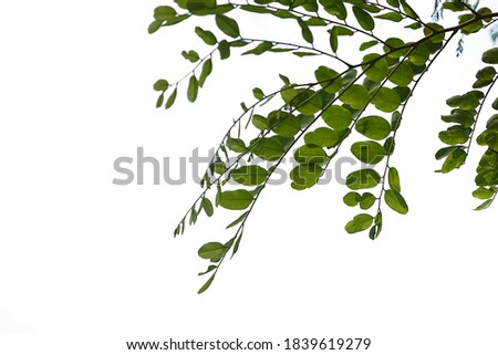 Leaves on a white background,clipping paths.