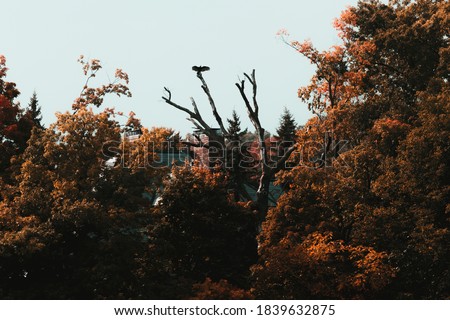 Hawk sitting in a tree with wings spread wide
