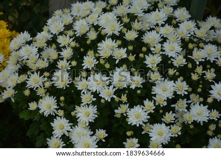 flowerbed with chrysanthemum flowers, beautiful composition in a public park, beautiful background of flowers