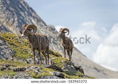 Big Horn Sheep Ovis canadensis portrait on the mountain background Royalty-Free Stock Photo #183965372