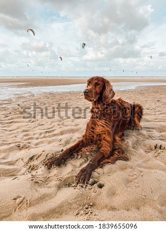 Portrait of a purebred irish red setter gundog hunting dog breed laying on the beach by the sea surrounded by kites Royalty-Free Stock Photo #1839655096