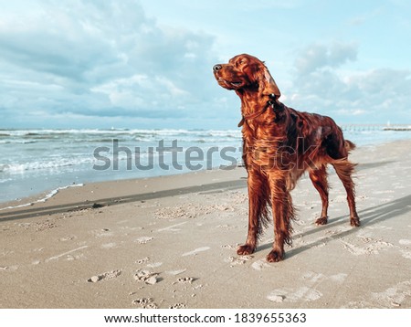 Portrait of a purebred irish red setter gundog hunting dog breed standing on the beach by the sea with its nose in the wind Royalty-Free Stock Photo #1839655363