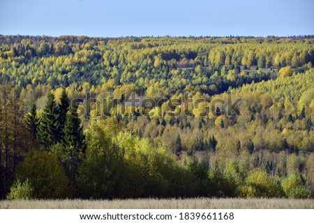 A riot of colors in the Ural forest. Autumn is in full swing in the foothills of the Western Urals. Natural background for graphic projects.
