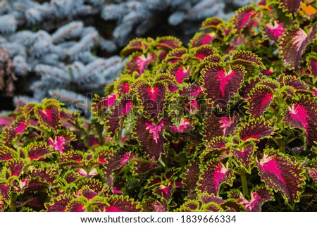 Close-up image of beautiful wall flowers with amazing color with blue Christmas tree in the background.