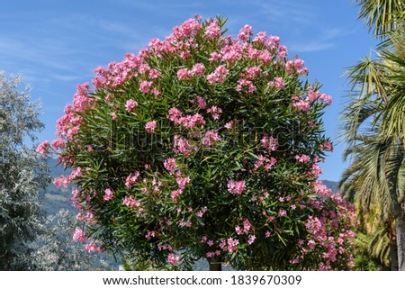 Close up of delicate pink flowers of Nerium oleander and green leaves in a exotic Italian garden in a sunny summer day, beautiful outdoor floral background photographed with soft focus