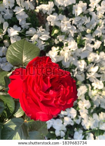 a large rose against a background of white flowers
